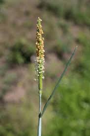 Attēlu rezultāti vaicājumam “Alopecurus aequalis flower”