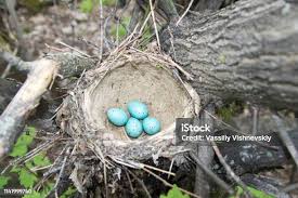 Attēlu rezultāti vaicājumam “Turdus viscivorus nest”