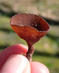 Attēlu rezultāti vaicājumam “Dumontinia tuberosa”