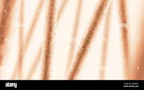 Image result for human hair microscope image