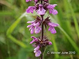Attēlu rezultāti vaicājumam “Stachys palustris fruit”