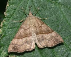 Attēlu rezultāti vaicājumam “Hypena proboscidalis”
