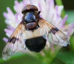 Attēlu rezultāti vaicājumam “Volucella pellucens”