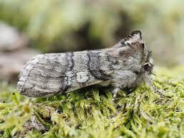 Attēlu rezultāti vaicājumam “Achlya flavicornis”