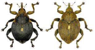 Attēlu rezultāti vaicājumam “Mononychus punctumalbum”