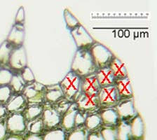 Attēlu rezultāti vaicājumam “Cephalozia connivens”