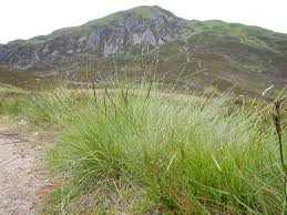 Attēlu rezultāti vaicājumam “Nardus stricta”