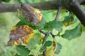 Attēlu rezultāti vaicājumam “Tranzschelia pruni-spinosae”