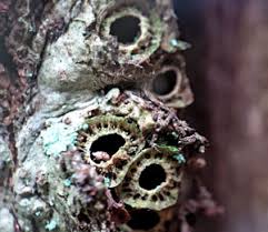 Attēlu rezultāti vaicājumam “Andricus quercuscorticis”