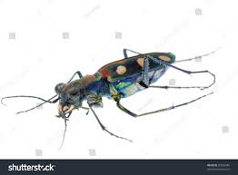 Attēlu rezultāti vaicājumam “Cicindela sylvatica”