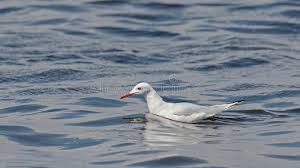 Image result for Chroicocephalus genei