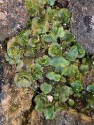 Attēlu rezultāti vaicājumam “Marchantiopsida”