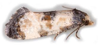 Attēlu rezultāti vaicājumam “Cochylis dubitana”