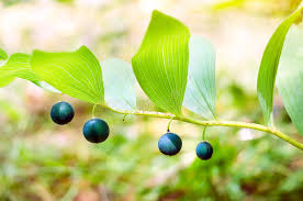 Attēlu rezultāti vaicājumam “Polygonatum multiflorum  fruit”