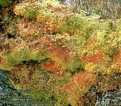 Attēlu rezultāti vaicājumam “Sphagnum magellanicum”
