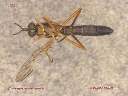 Attēlu rezultāti vaicājumam “Xylophagidae”