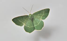 Attēlu rezultāti vaicājumam “Chlorissa viridata”