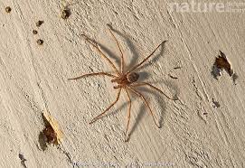 Attēlu rezultāti vaicājumam “Sparassidae”