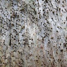 Attēlu rezultāti vaicājumam “Chaenotheca brunneola”