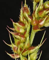 Attēlu rezultāti vaicājumam “Comatricha elegans var. microspora”