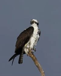 Attēlu rezultāti vaicājumam “Pandion haliaetus”