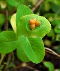 Attēlu rezultāti vaicājumam “Lonicera caprifolium fruit”