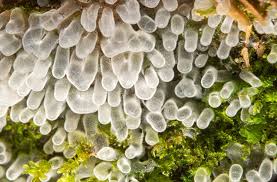 Attēlu rezultāti vaicājumam “Ceratiomyxa fruticulosa plasmodium”