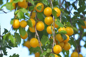 Attēlu rezultāti vaicājumam “Prunus cerasifera fruit”
