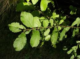 Attēlu rezultāti vaicājumam “Salix aurita leaf”