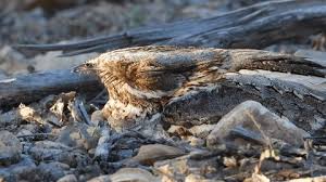 Image result for Caprimulgus ruficollis