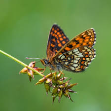 Attēlu rezultāti vaicājumam “Boloria titania underside”