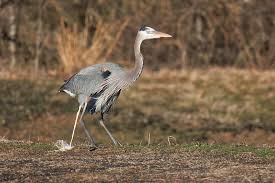 Image result for heron