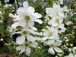 Attēlu rezultāti vaicājumam “Exochorda giraldii var. wilsonii”