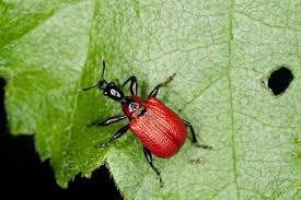 Attēlu rezultāti vaicājumam “Apoderus coryli”