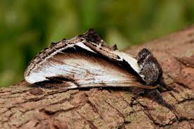 Attēlu rezultāti vaicājumam “Pheosia gnoma”