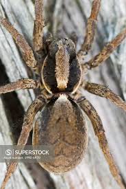 Attēlu rezultāti vaicājumam “Lycosidae”