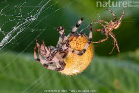 Attēlu rezultāti vaicājumam “Araneus quadratus female”