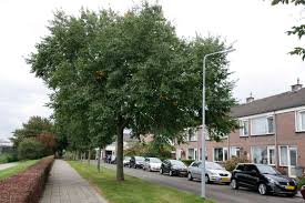 Attēlu rezultāti vaicājumam “Ulmus x hollandica”