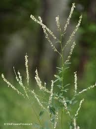 Attēlu rezultāti vaicājumam “Melilotus albus leaf”