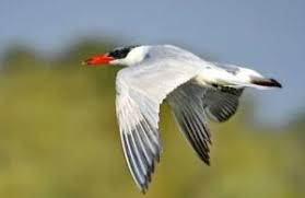 Attēlu rezultāti vaicājumam “Hydroprogne caspia”