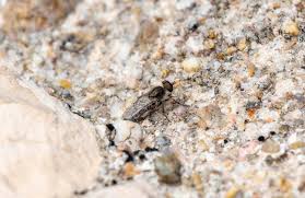 Attēlu rezultāti vaicājumam “Therevidae”