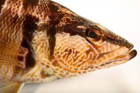 Image result for Serranus scriba