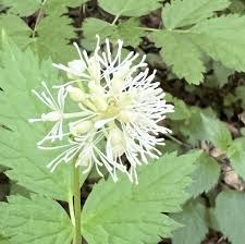Attēlu rezultāti vaicājumam “Actaea spicata fruit”