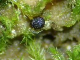 Attēlu rezultāti vaicājumam “Colloderma sp.”