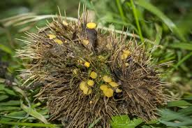 Attēlu rezultāti vaicājumam “Hymenoscyphus sp.”