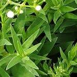 Attēlu rezultāti vaicājumam “Gypsophila paniculata leaf”