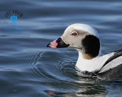 Attēlu rezultāti vaicājumam “Clangula hyemalis”