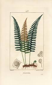 Attēlu rezultāti vaicājumam “Polypodium vulgare”