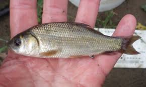 Image result for Ictiobus cyprinellus