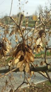 Attēlu rezultāti vaicājumam “Acer negundo fruit”